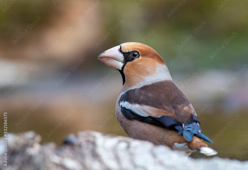 Naklejka premium Hawfinch bird drink water