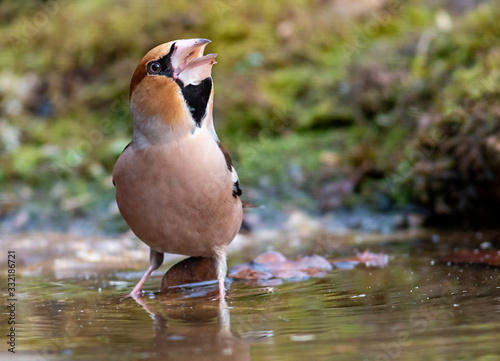 Canvastavla Hawfinch bird drink water