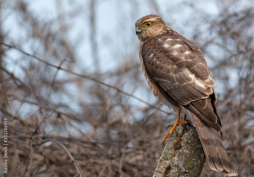 Northern Sparrowhawk sitting on concrete pole Northern Sparrowhawk sitting on concrete pole
