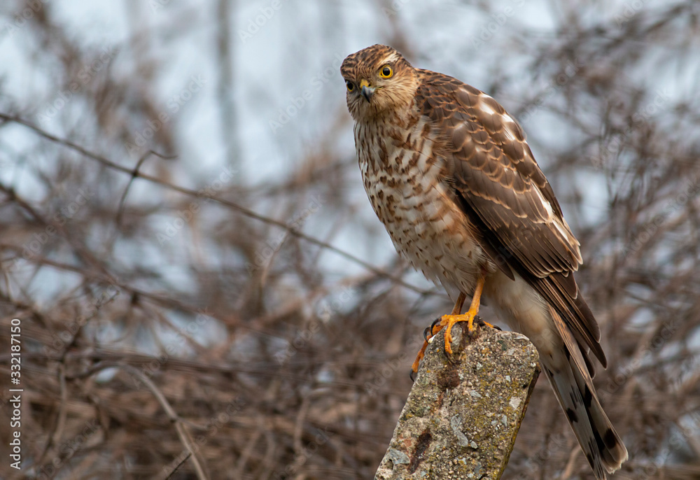 Northern Sparrowhawk sitting on concrete pole Northern Sparrowhawk sitting on concrete pole