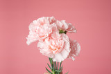 Close up photo of a pink carnation bouquet isolated over pink background