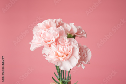 Close up photo of a pink carnation bouquet isolated over pink background