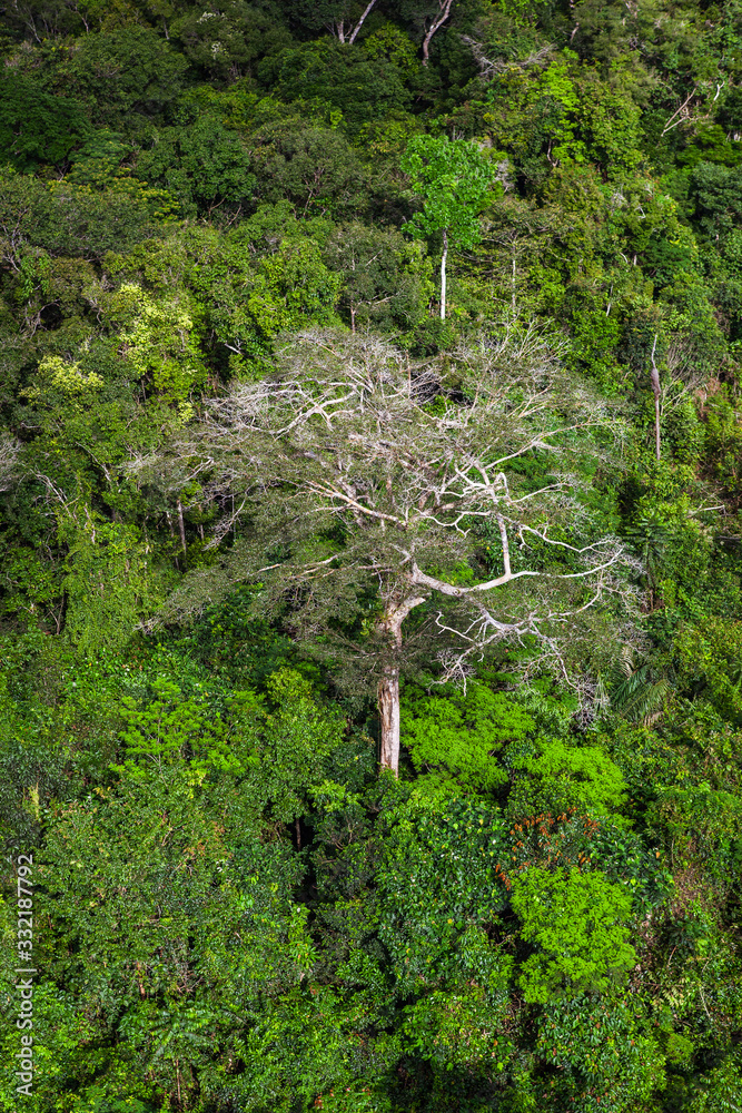 A typical tree of the Amazon rainforest. Stock Photo Adobe Stock