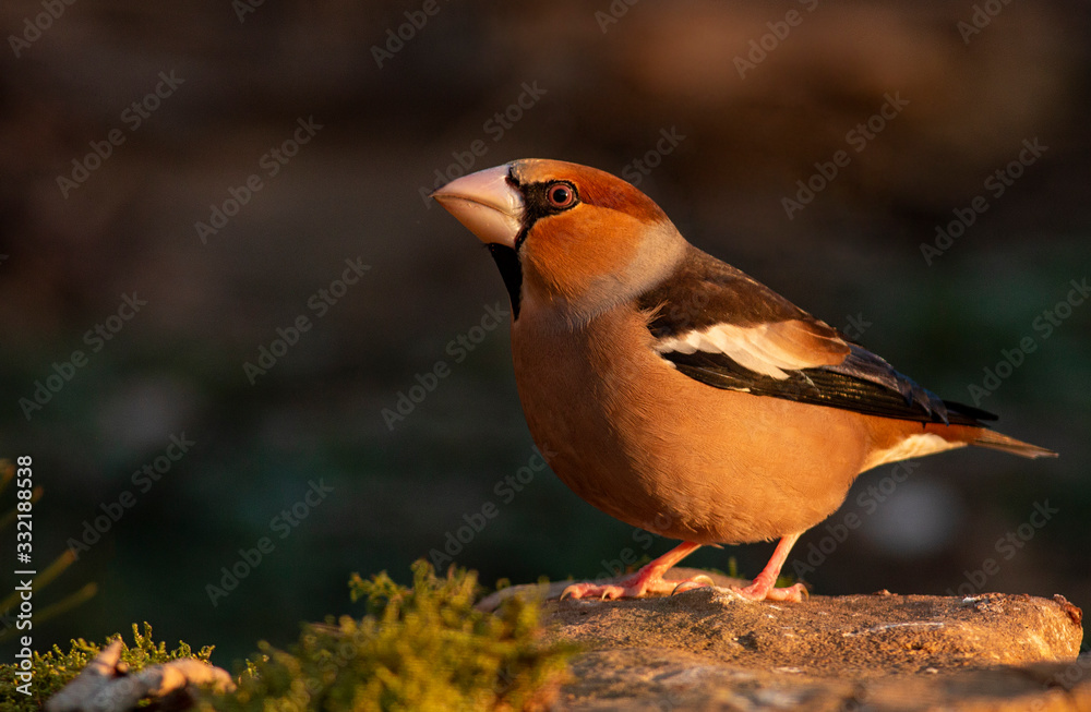 Fototapeta premium Hawfinch bird drink water
