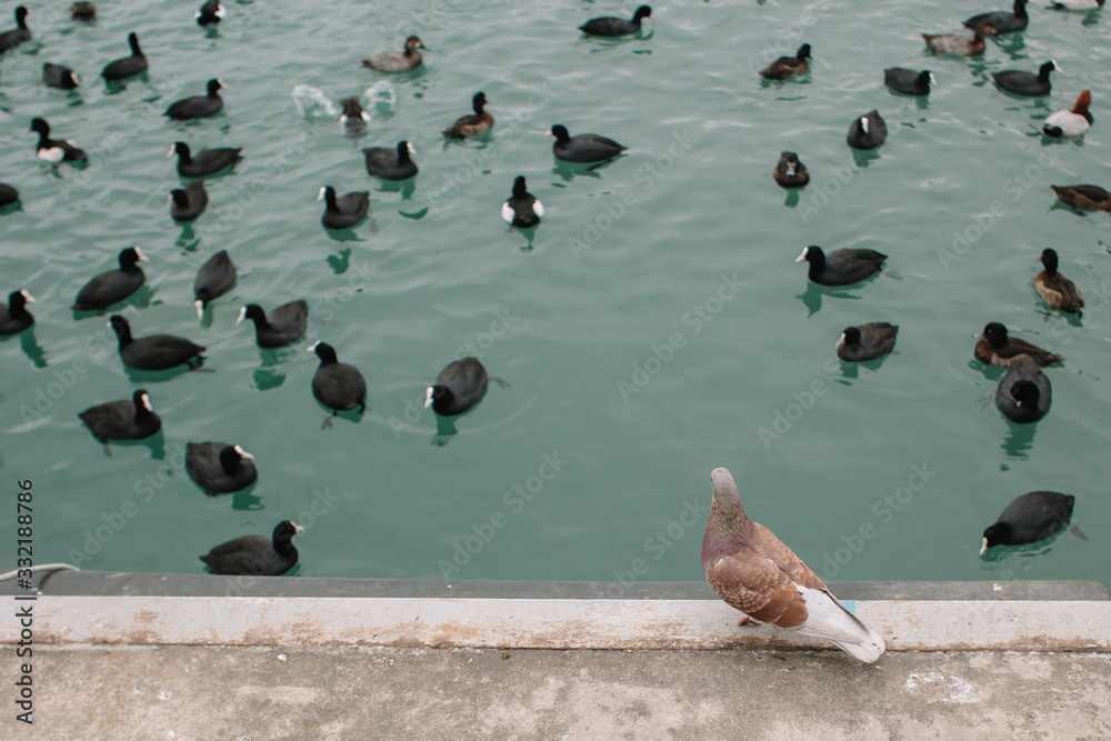 A pigeon stands on a concrete shore amid ducks floating in the water A pigeon stands on a concrete shore amid ducks floating in the water