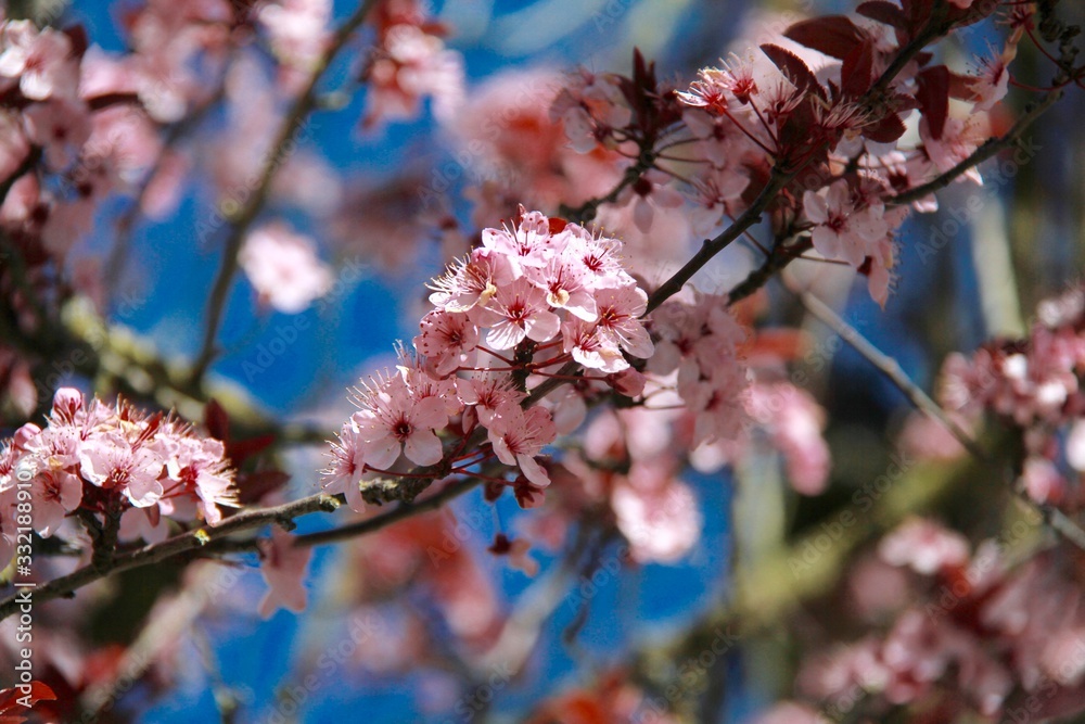 beautiful cherry blossom flowers in blue sky beautiful cherry blossom flowers in blue sky