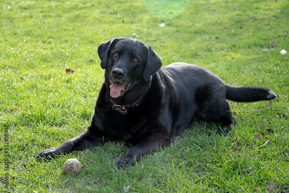 Black labrador waits with ball on green lawn Black labrador waits with ball on green lawn