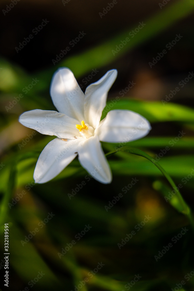 white flower in garden white flower in garden