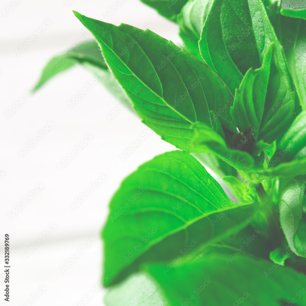 Fresh green basil in a white marble mortar on the table Fresh green basil in a white marble mortar on the table