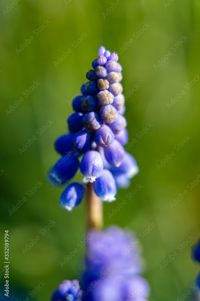 blue flowers in the garden blue flowers in the garden