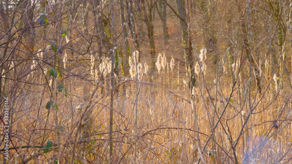 Forest in early spring. The sun shines on the reeds. Leafless trees and golden grass. Forest in early spring. The sun shines on the reeds. Leafless trees and golden grass.