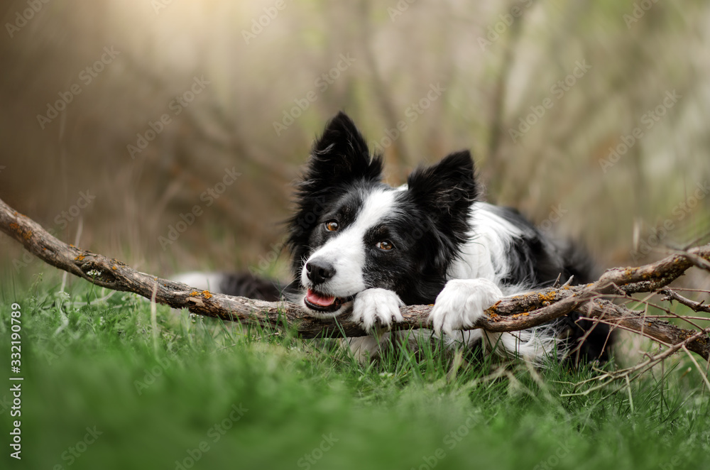 border collie dog funny spring walk in beautiful nature magical portrait of a dog