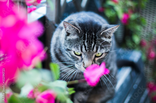 black tabby cat surrounded by flowers lurking to attack