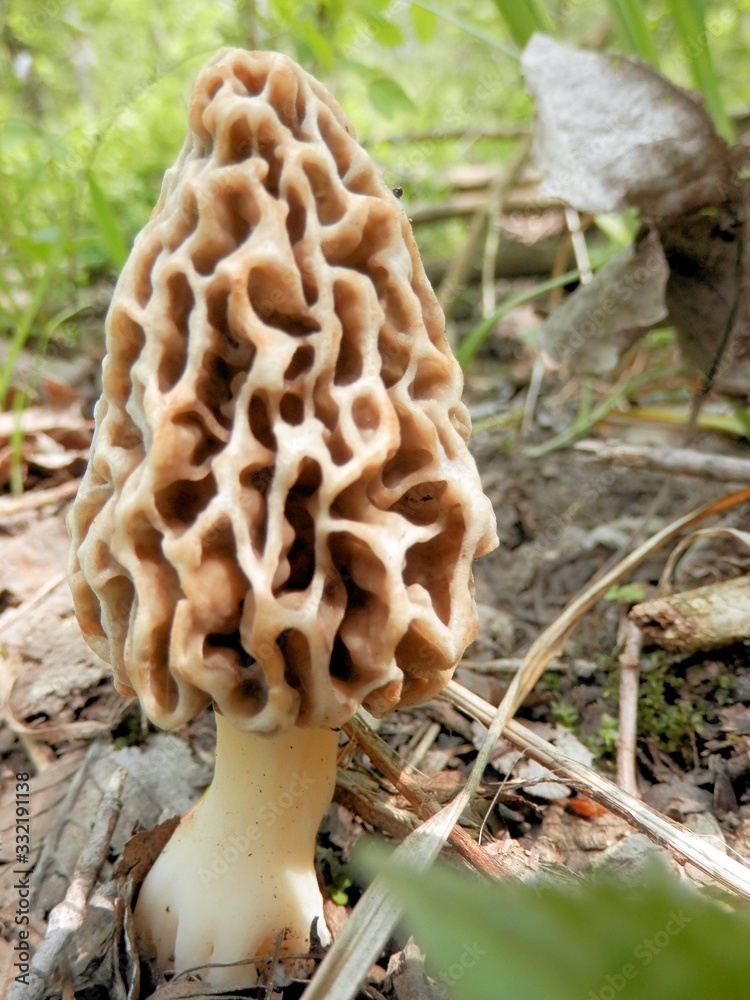 Morel mushroom hunting season has begun Morel mushroom hunting season has begun