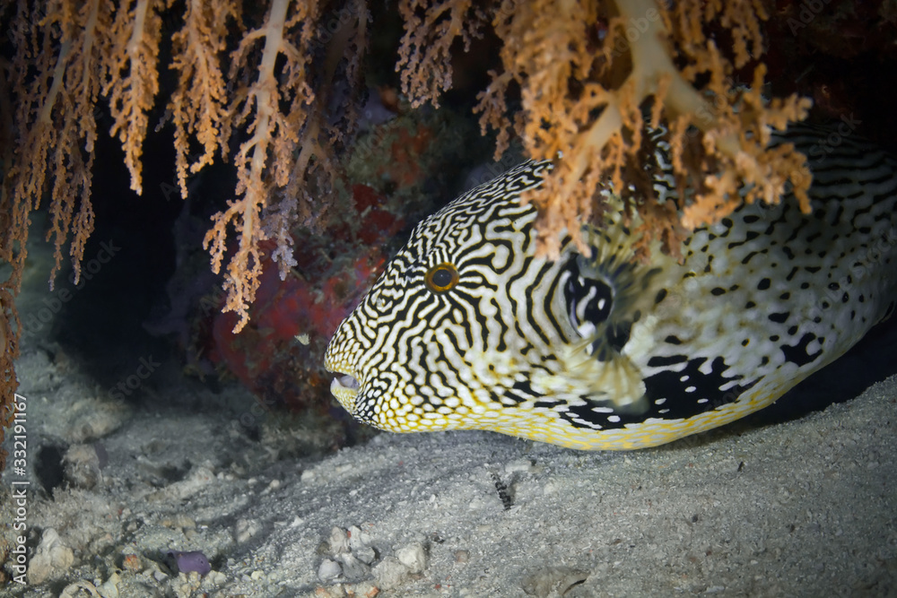 Fototapeta premium Close up a masked puffer (Arothron diadematus) of the family Tetraodontidae.