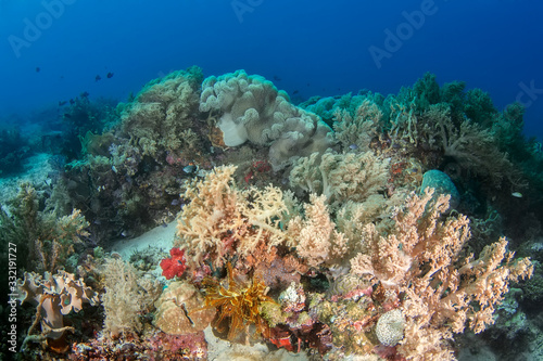 Fototapeta Naklejka Na Ścianę i Meble -  Underwater photo, accumulation of soft and hard corals.