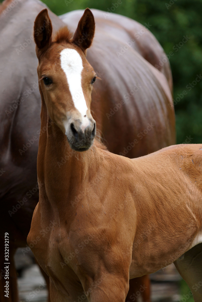 Obraz premium Fohlen