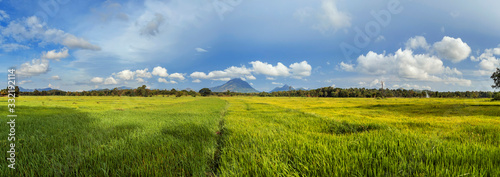 Panorama of a green rice field and blue sky with clouds.