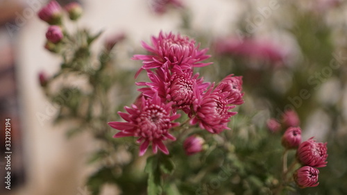 Konstfotografi deliciously beautiful composition of fresh flowers, love
