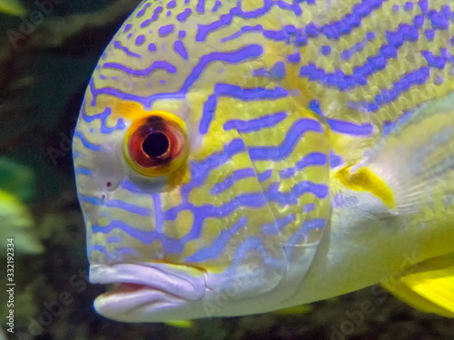 A Sailfin Snapper (Symphorichthys spilurus) photo