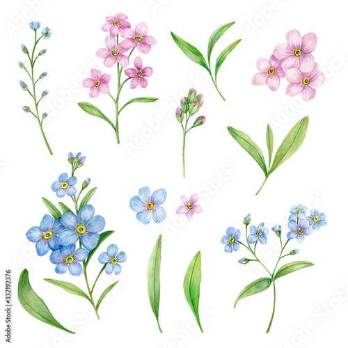 Watercolor Hand Drawn Botanical Illustration with Blue and Pink Forget-Me-Nots Flowers. Hand Drawn Elements For Greeting and Invitation Cards Isolated on a White Background.  
