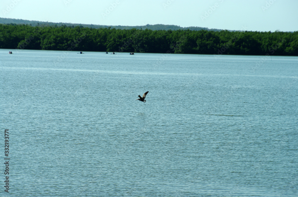 Obraz premium Envol d'un pélican