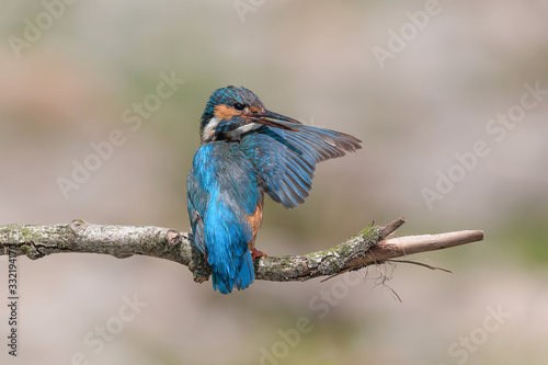 Common Kingfisher female clean his wing  Alcedo atthis 