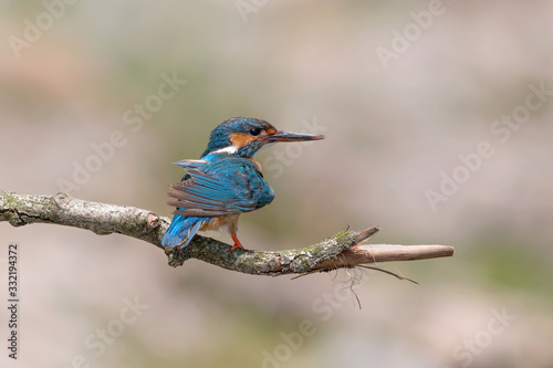 Common kingfisher after diving (Alcedo atthis)