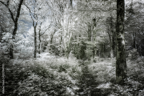 infrared woodland in Cornwall england uk 