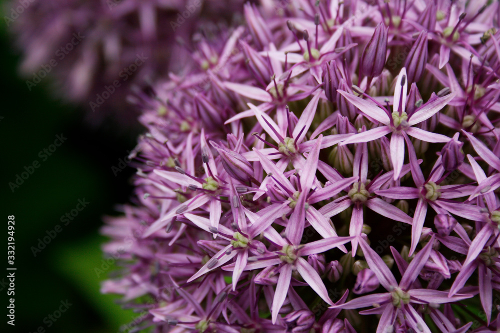 Riesen Lauch Gartenschmuck Bepflanzung Riesen Lauch Gartenschmuck Bepflanzung