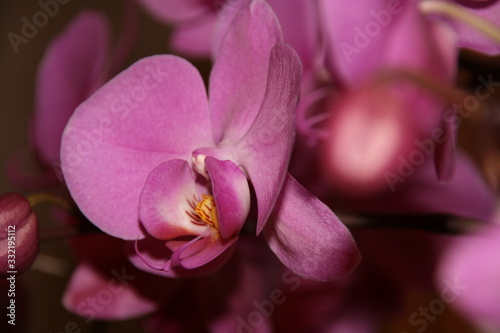 Orchideen pink vor dunklem Hintergrund 1