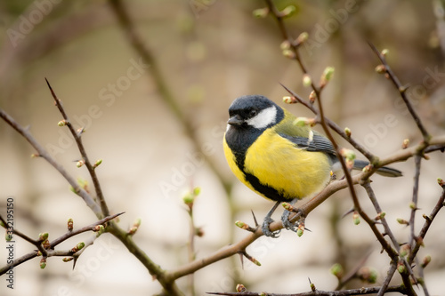 great tit on branch at the RSPB, Burton Mere Wetlands © Peter Rudolf