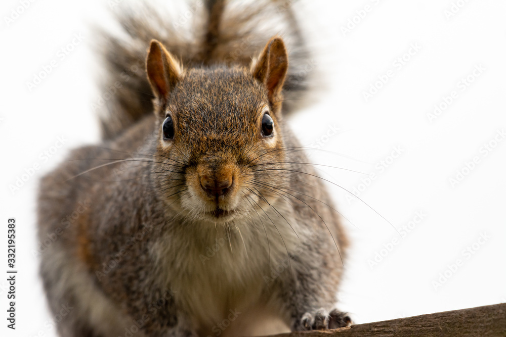 Obraz premium Grey Squirrel looking at the camera