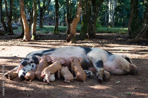 família pig