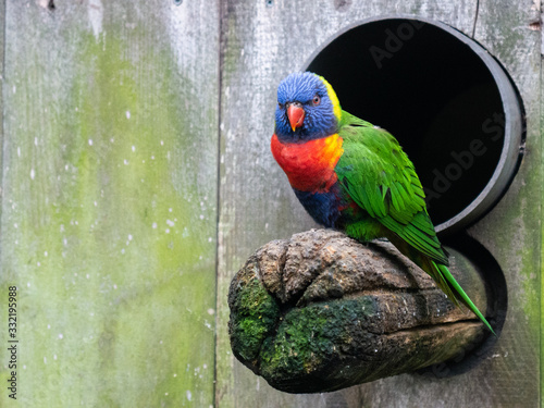 Perroquet coloré arc en ciel