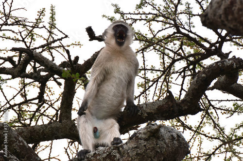 Canvas Print Screaming vervet monkey in Serengeti National Park, Tanzania