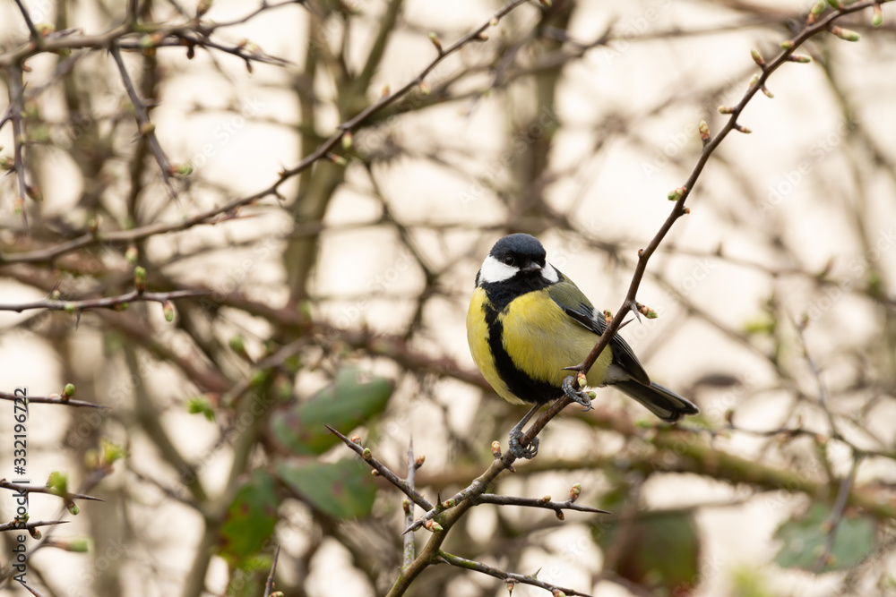 Fototapeta premium great tit on branch looking to wards the camera