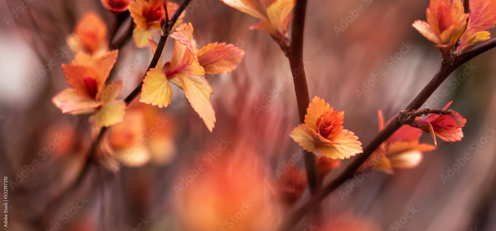 feuilles de spirées au printemps