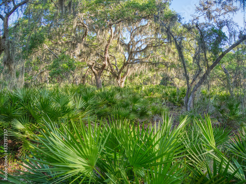 Oscar Scherer State Park in Southwest Florida in Osprey Florida