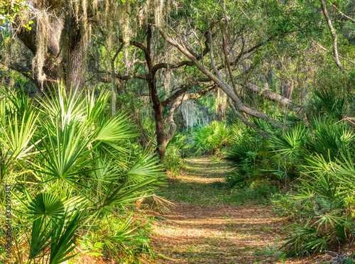 Path in Oscar Scherer State Park in Southwest Florida in Osprey Florida