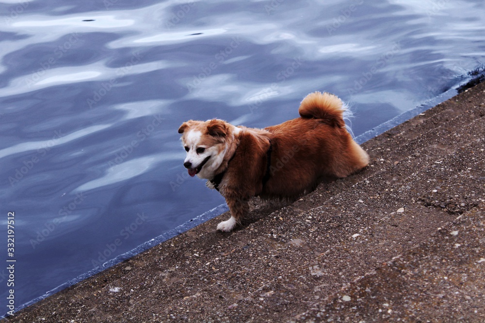 dog on beach dog on beach