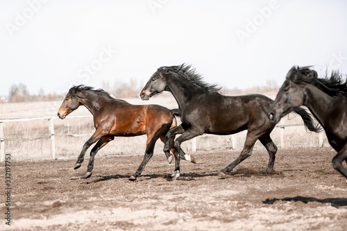 Beautiful horses run in the arena 