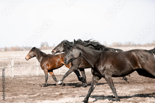 Beautiful horses run in the arena 