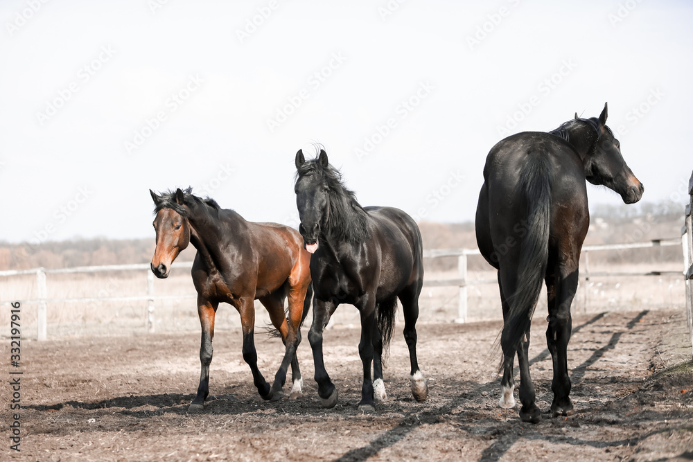 Beautiful horses run in the arena Beautiful horses run in the arena