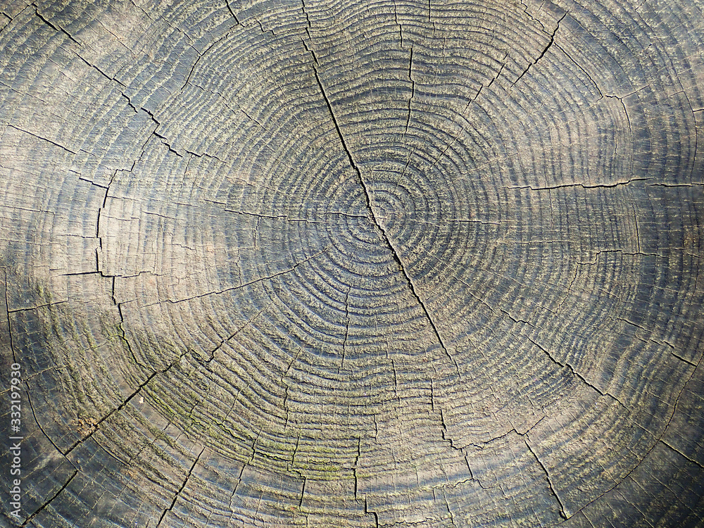 Fototapeta premium Tree Rings