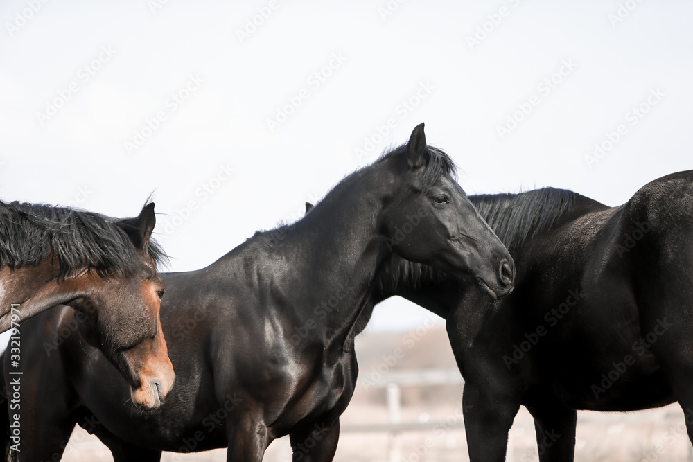 Fototapeta premium Beautiful horses run in the arena