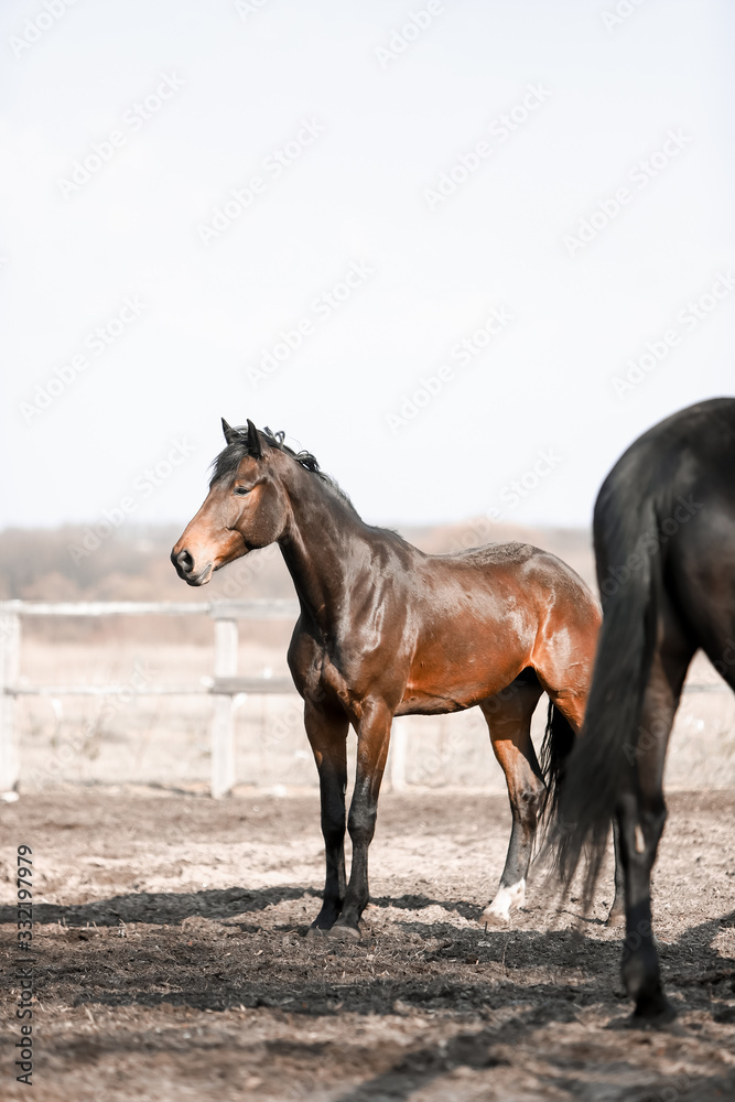 Beautiful horses run in the arena 