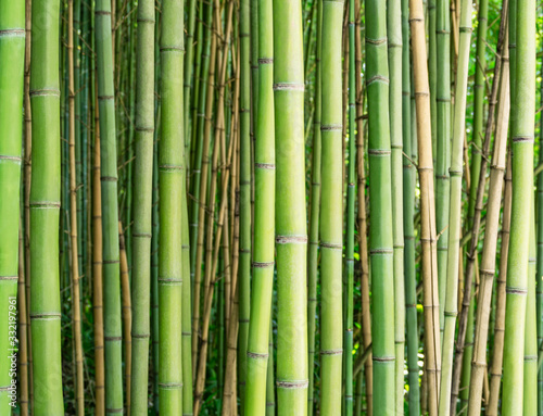 Bamboo forest. Natural tropical background