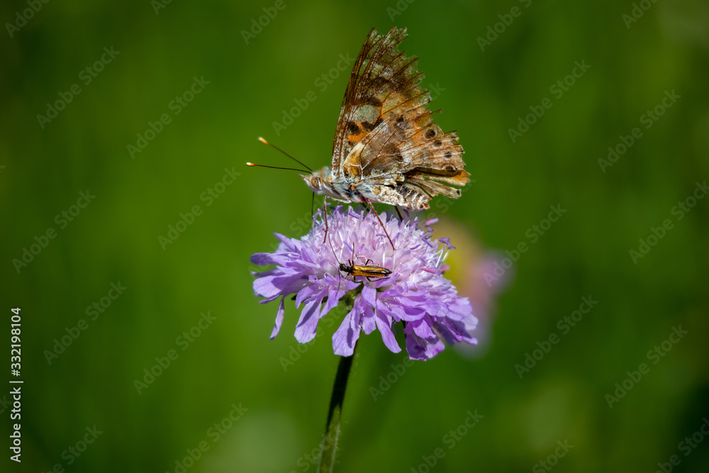 butterfly on a flower butterfly on a flower
