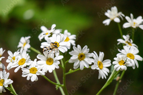 daisies in the garden